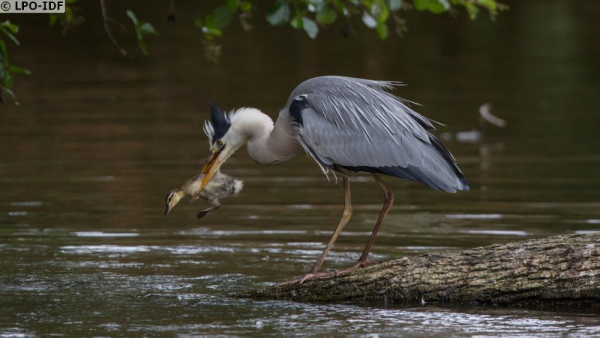 Héron cendré capturant un jeune Canard colvert